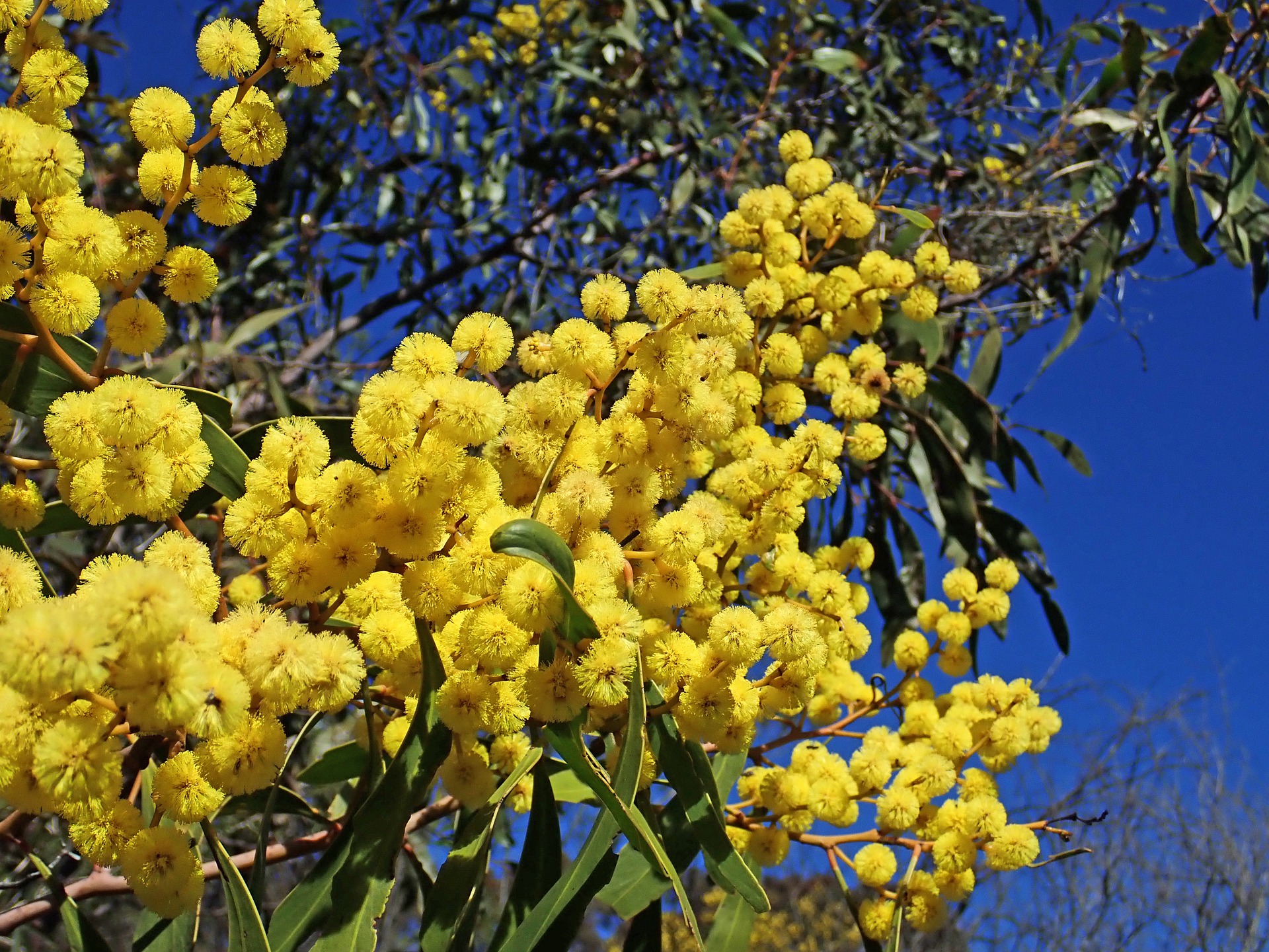 A branch of yellow wattle with blue sky behind