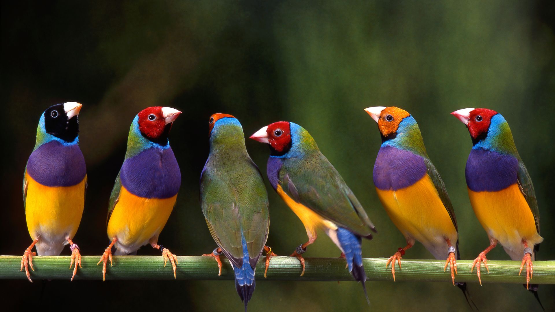 Iconic Gouldian Finch at risk from land clearing - Environmental Justice  Australia