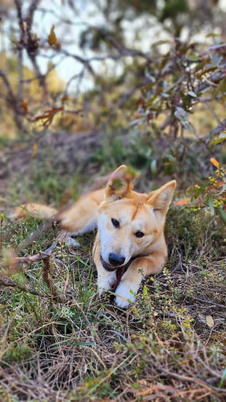 Dingoes can still be killed across Victoria - Environmental Justice ...