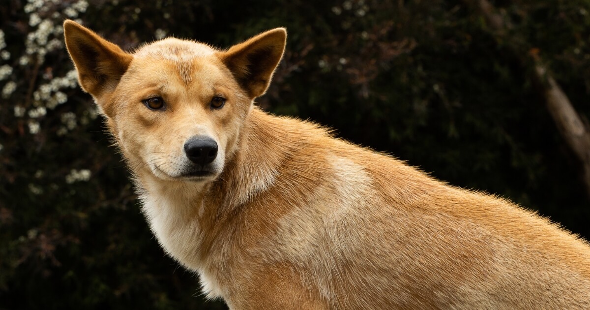 Dingoes can still be killed across Victoria - Environmental Justice ...