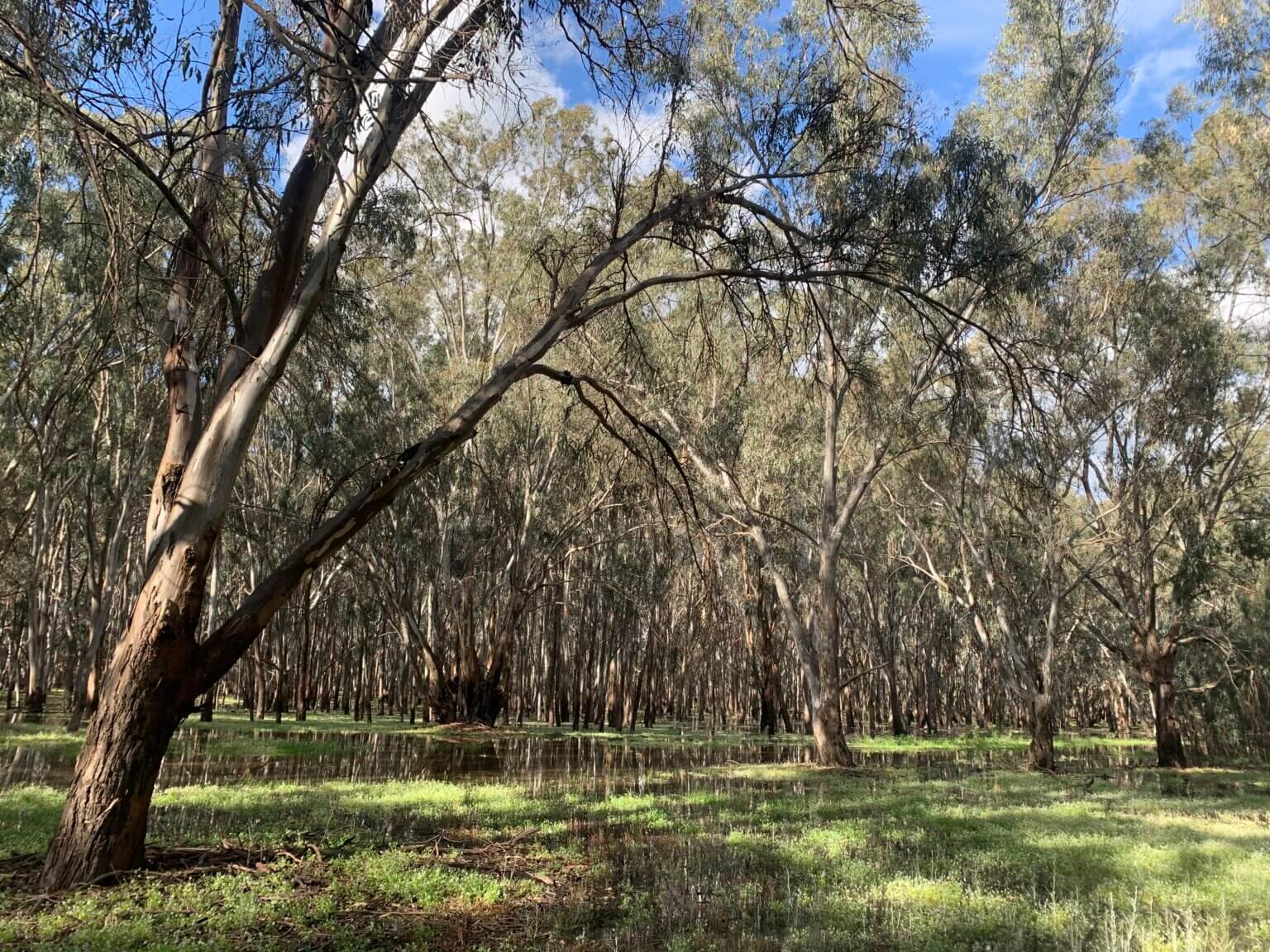 The mighty Murray - Environmental Justice Australia