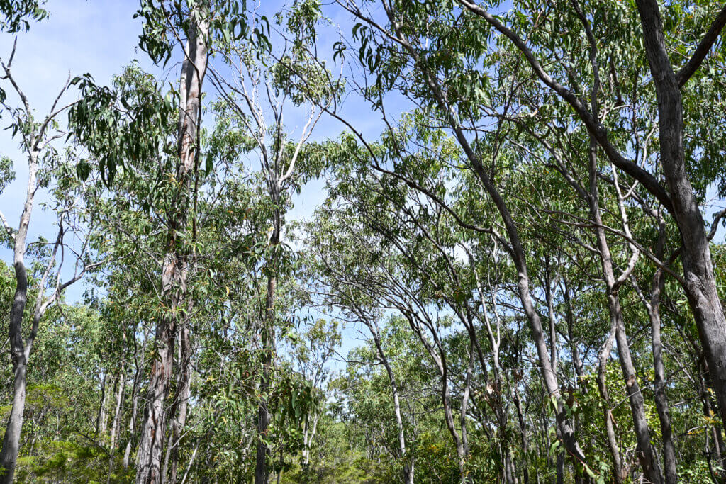 Binybara/Lee Point woodlands.
