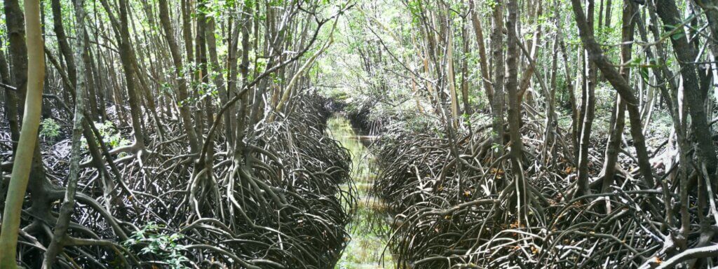 Mangroves on Larrakia Country, Darwin