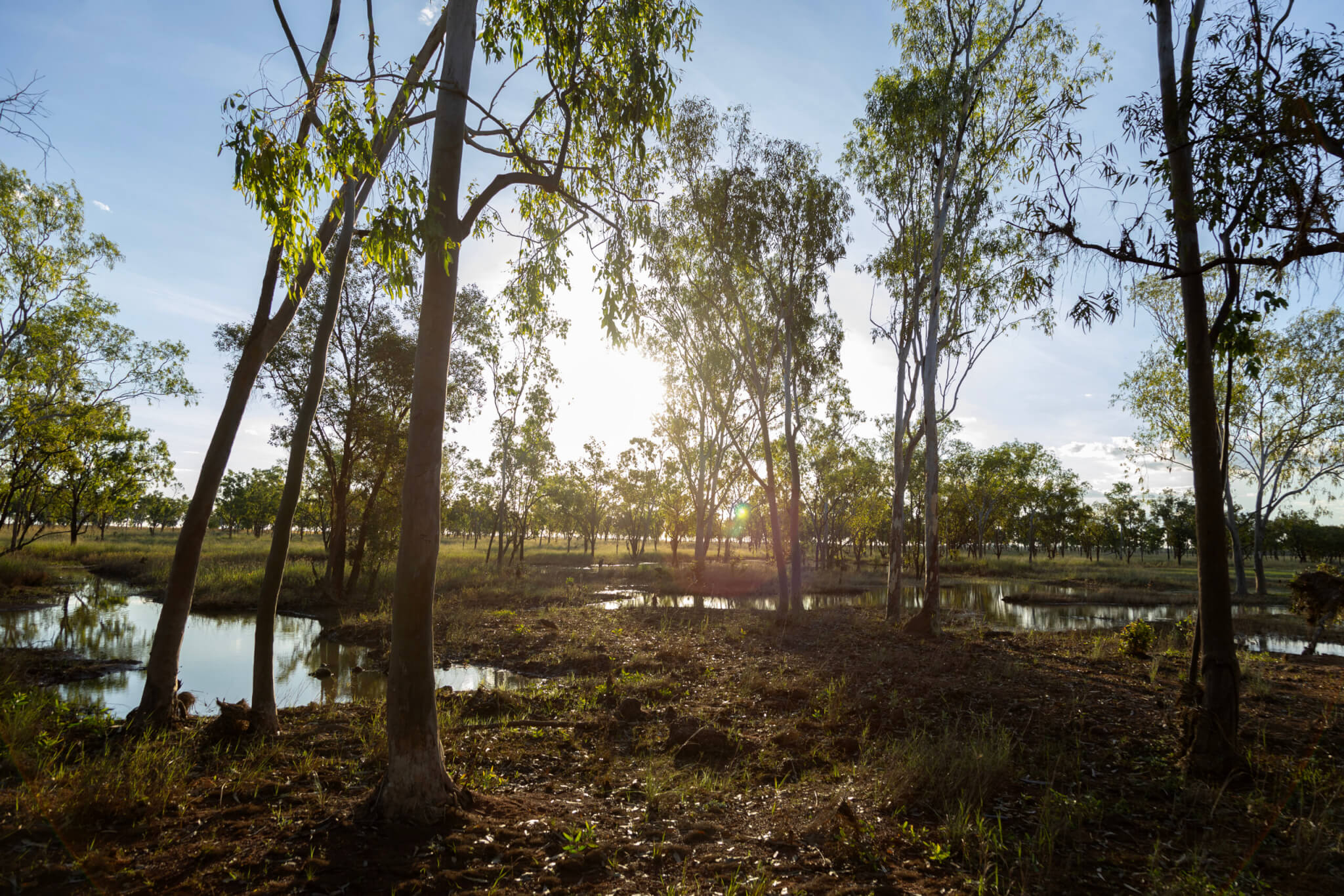 Savanna near Claravale